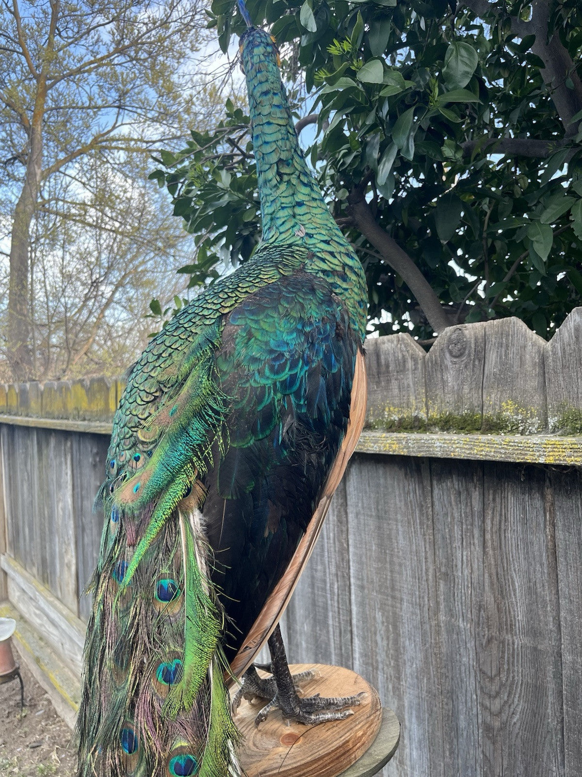 FHJOEL1-Real Java PEACOCK Taxidermy Mount museum quality Facing Left