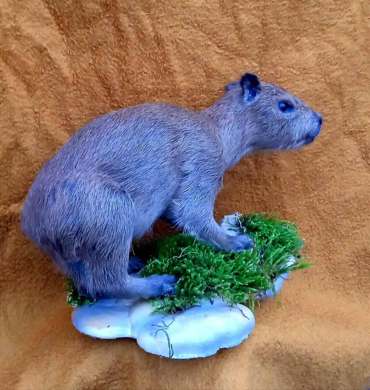 FH131-Capybara Full Body Mount Taxidermy