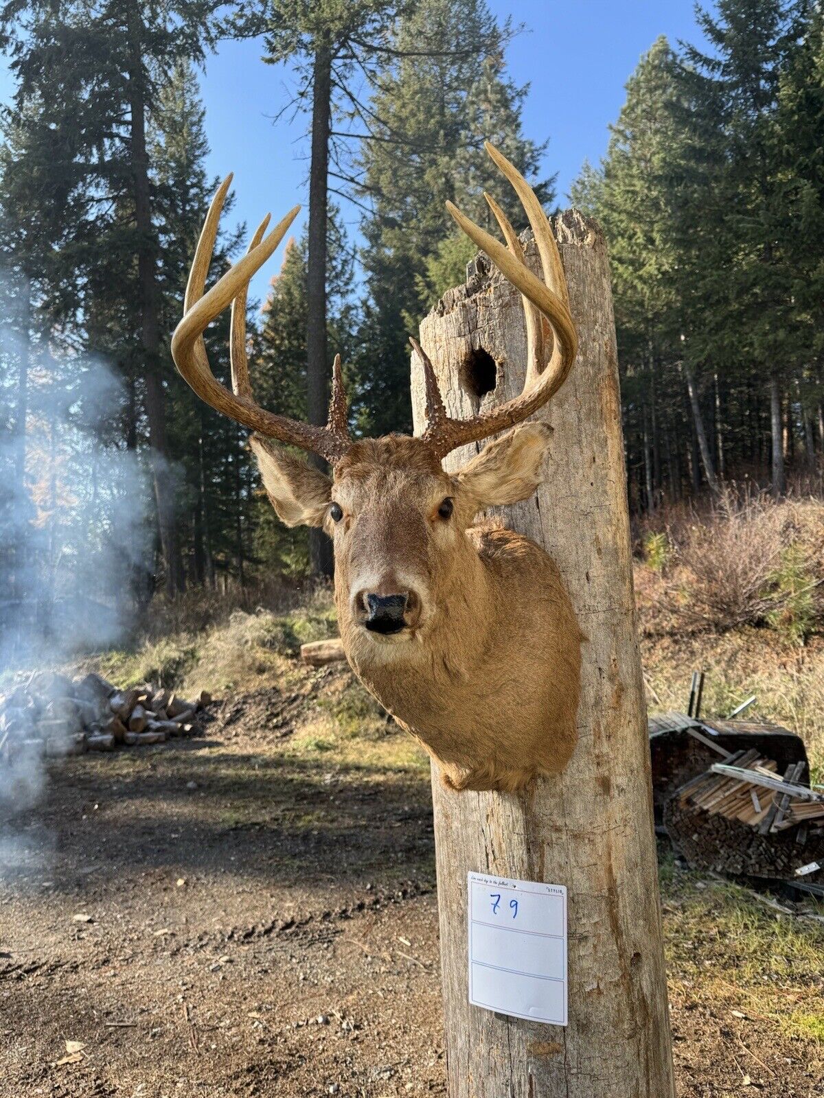 Whitetail Deer Real Antler Deer Taxidermy Mount