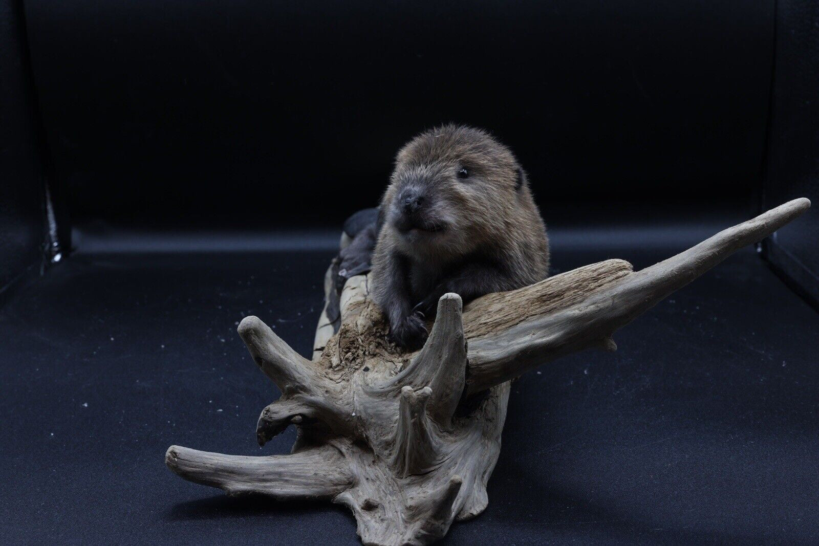 Museum Quality Beautiful Adorable Baby Beaver Kit Taxidermy Mount Art Wildlife