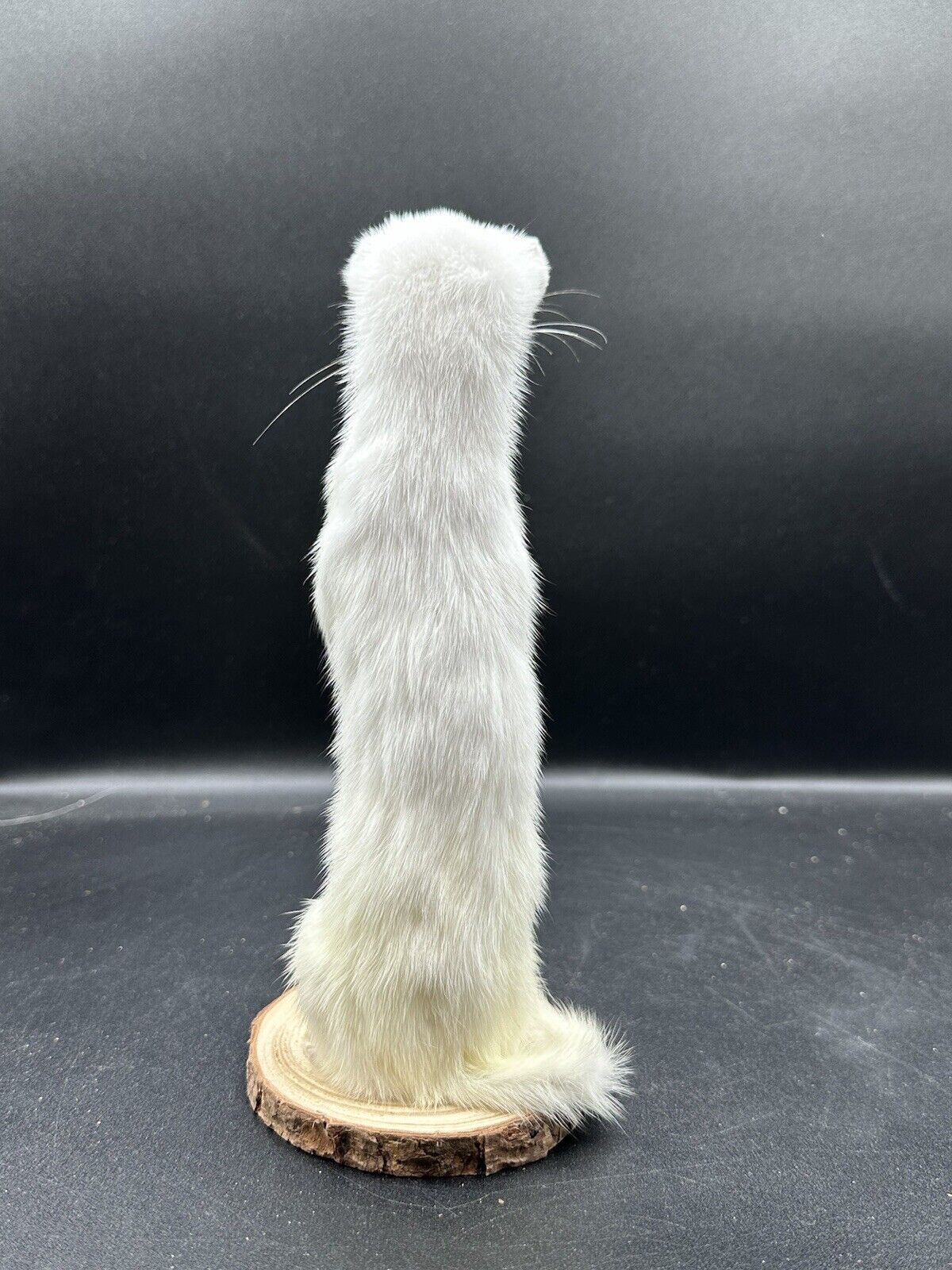 Beautiful Adorable Weasel Ermine Small Animal Taxidermy Mount Art Wildlife 23W