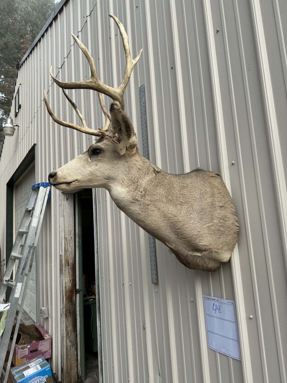 Whitetail Deer Real Antler Deer Taxidermy Mount