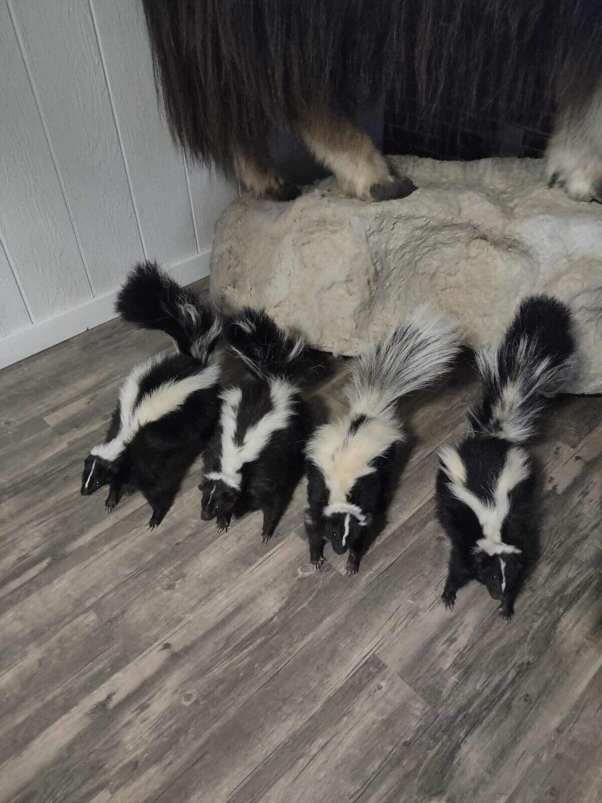 Skunk Taxidermy Mounts Full Body Mount