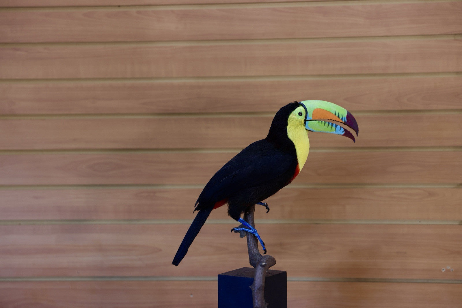 FH108-Museum Quality keel-billed toucan (Ramphastos sulfuratus) Toc24