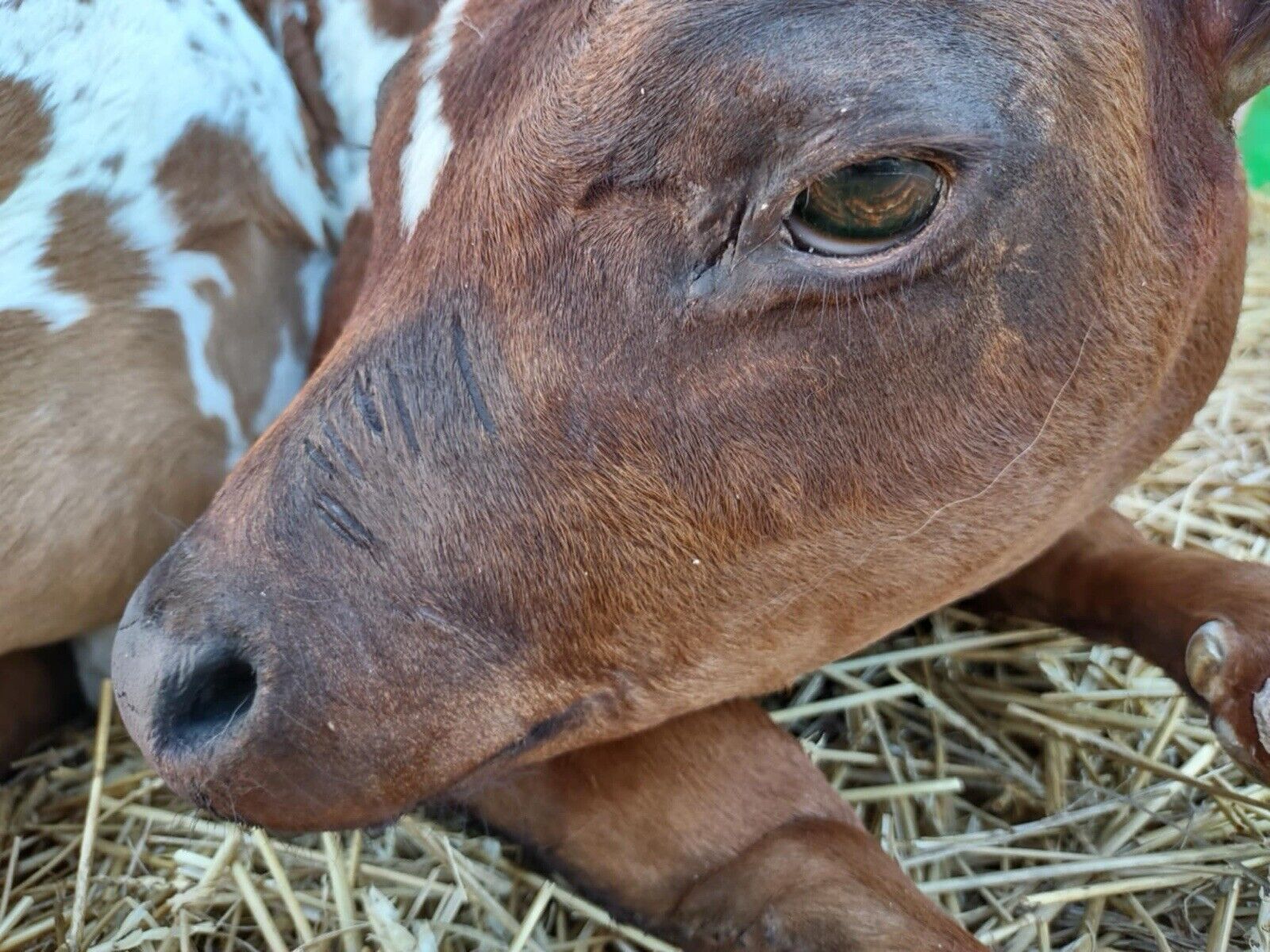 FH117-Baby Calf Taxidermy Mount Brand New