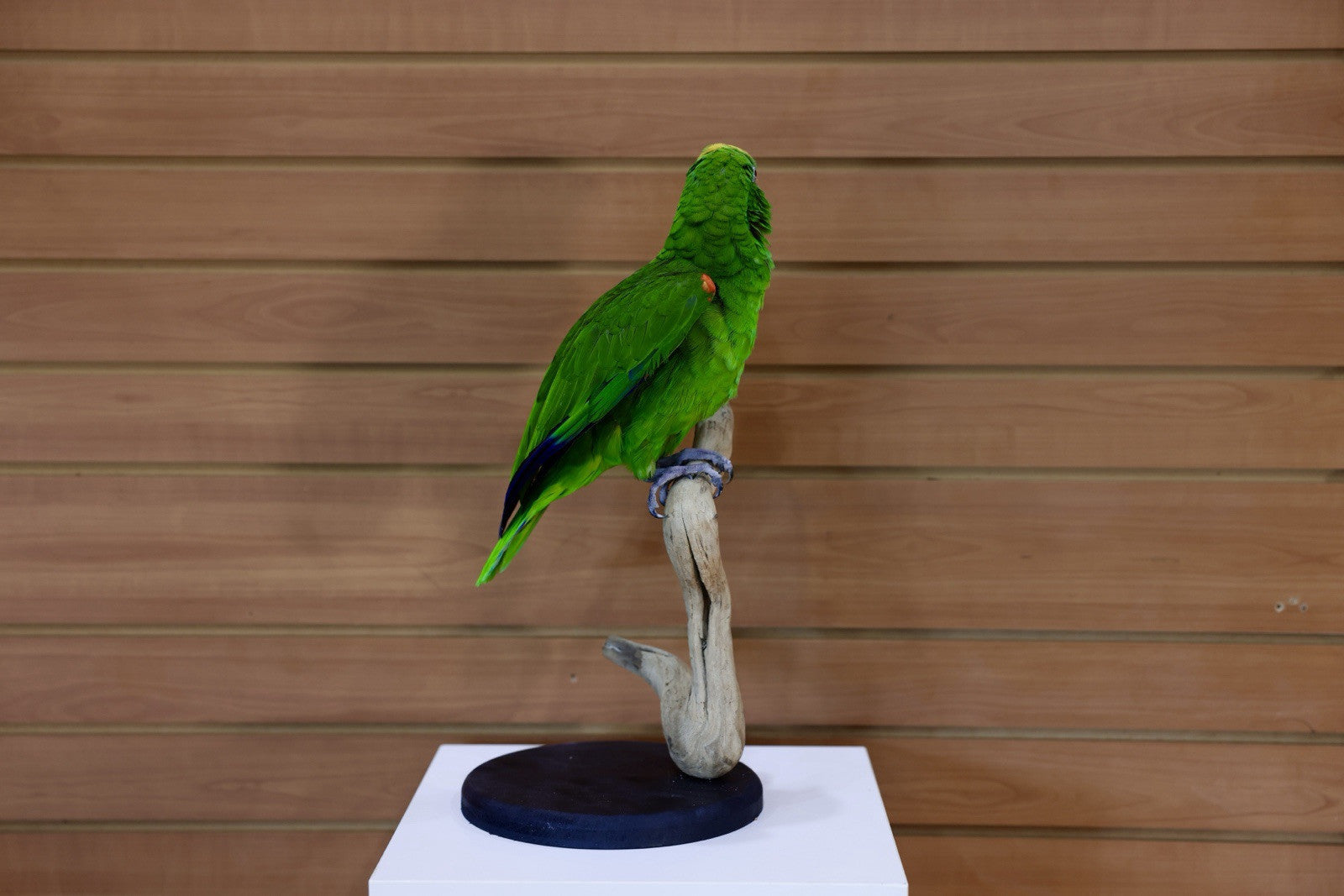 FH107-Yellow-crowned amazon Parrot Taxidermy Mount
