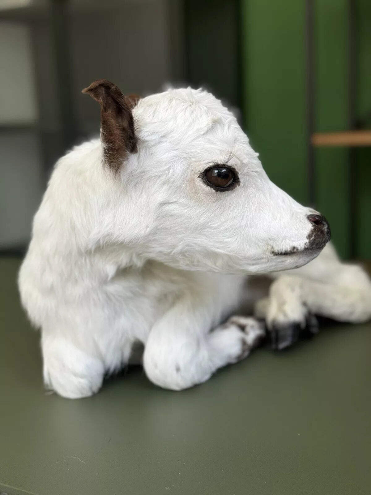 FHCOW1 - Baby British White Beef Calf Full Body Taxidermy Mount