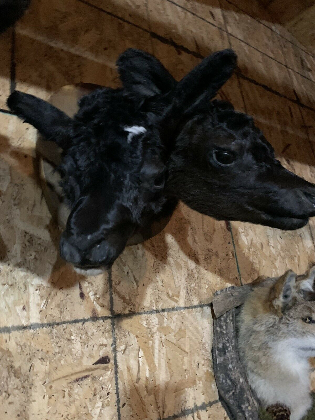 Two headed calf cow taxidermy Gaff