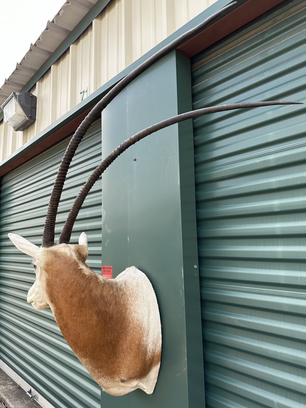 FH182-Museum Quality Scimitar Oryx From Texas (NON CITIES)