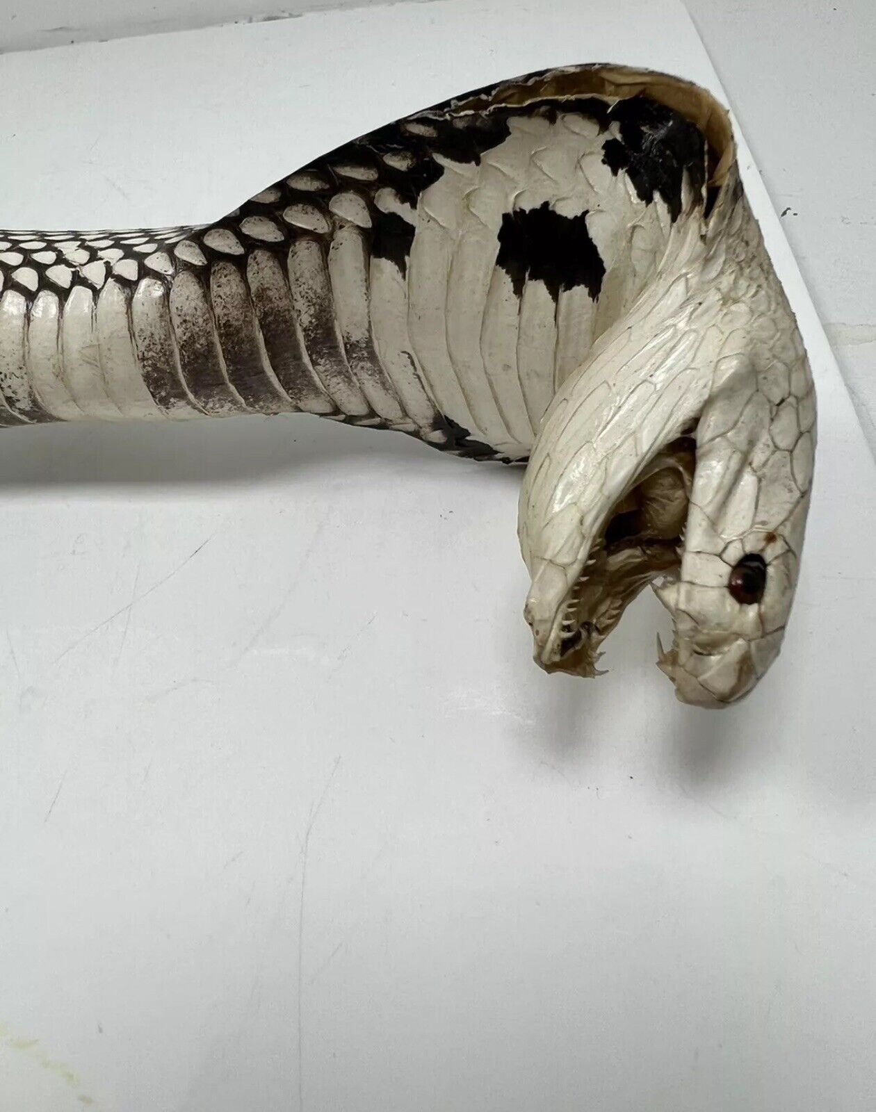 23" Real Cobra Taxidermy Snake Mount