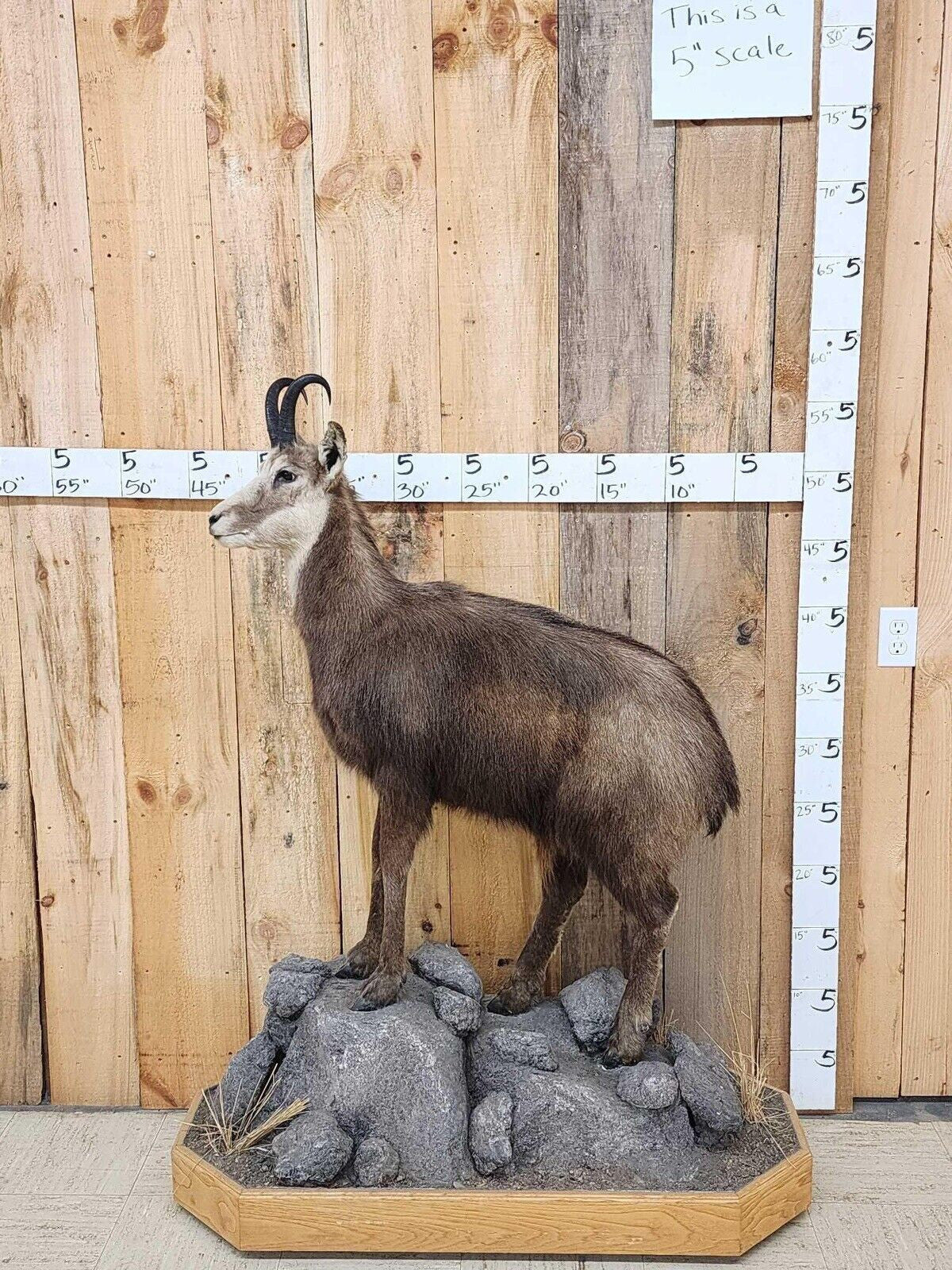 FH147-Alpine Chamois Full Body Taxidermy Mount
