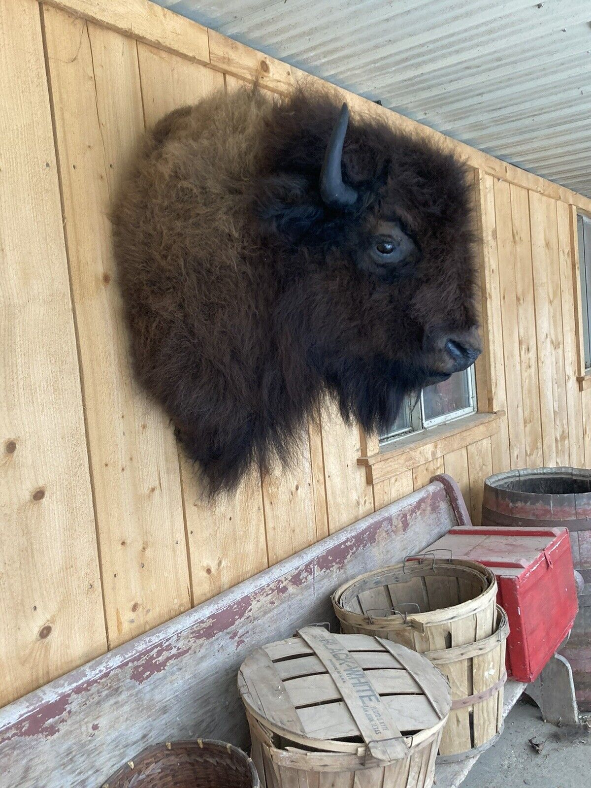 Real Buffalo / Bison Shoulder Taxidermy Mount New