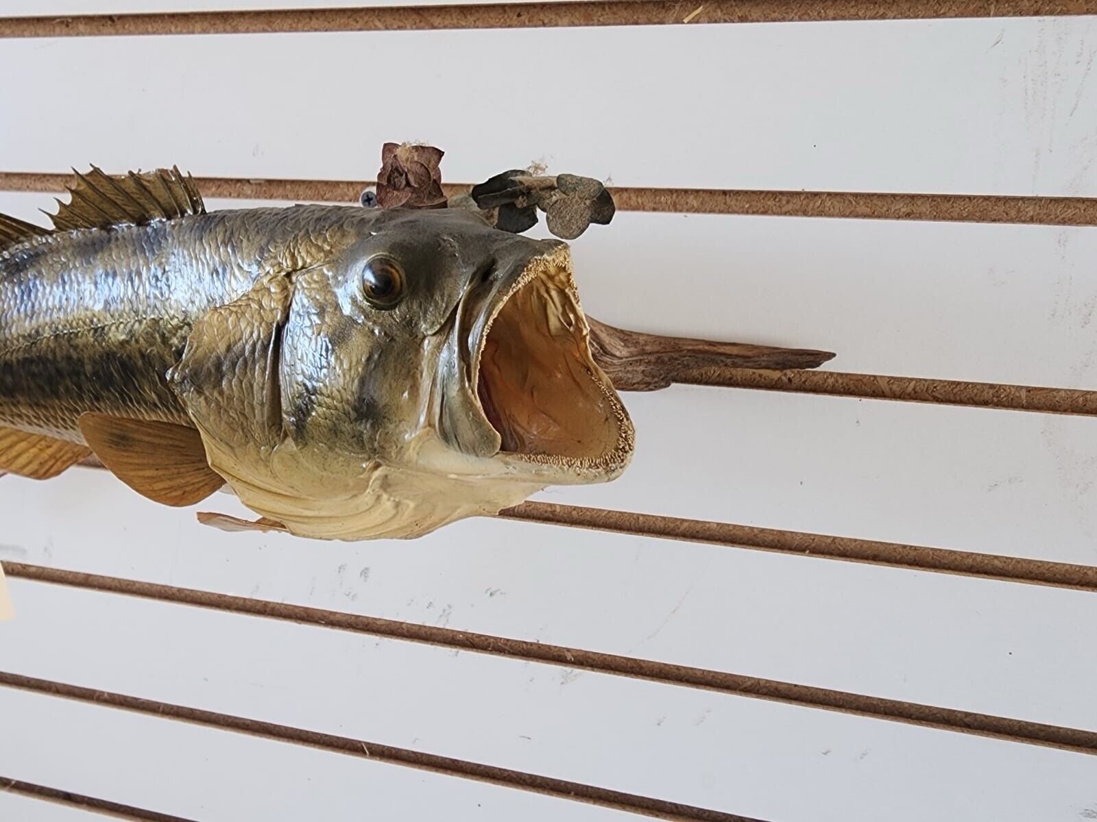 3 bass. 2 bluegill Fish Taxidermy Mount
