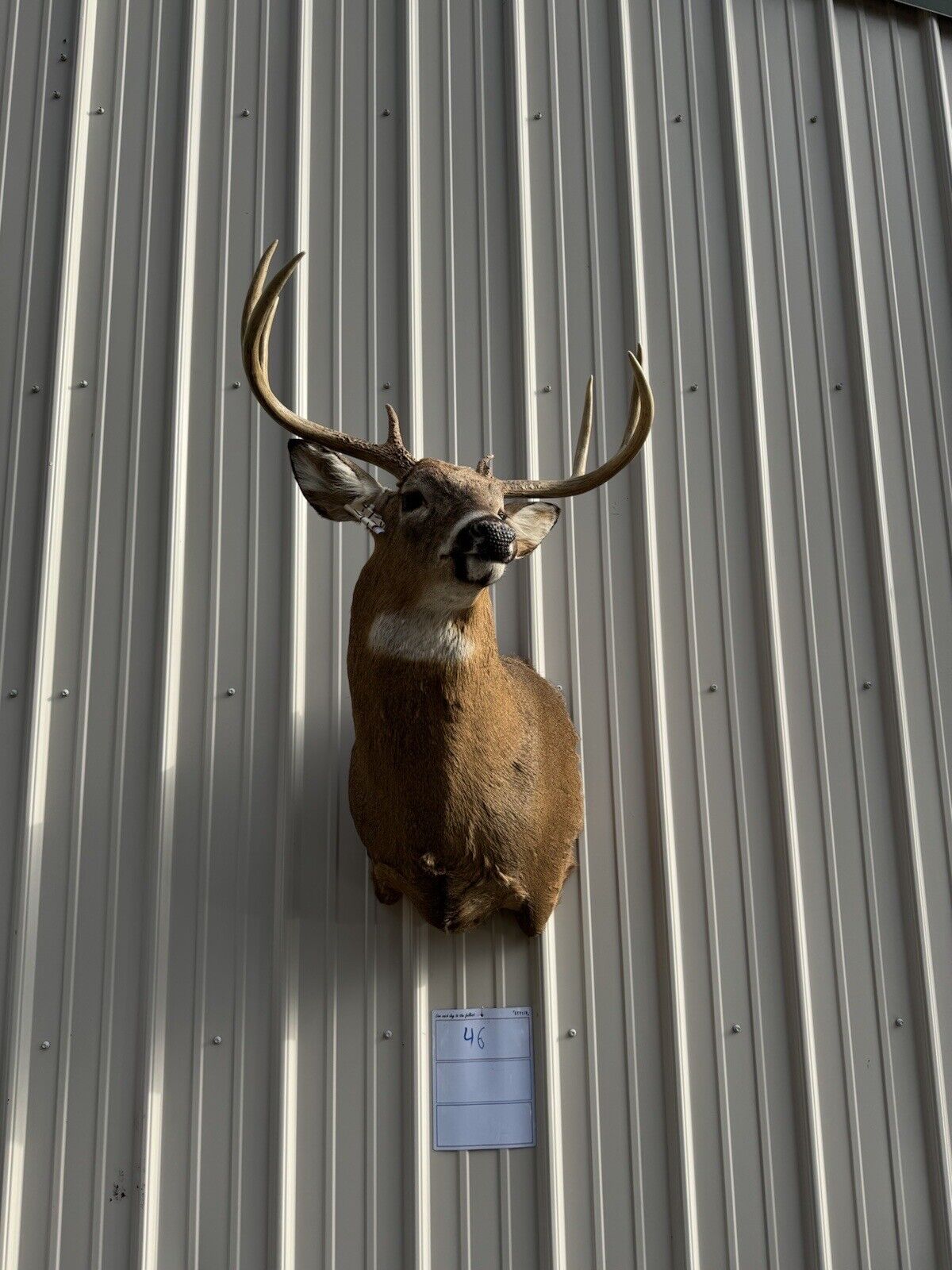 Whitetail Deer Real Antler Deer Taxidermy Mount