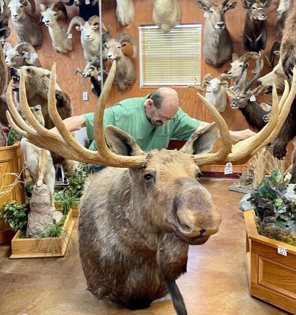 FH166-Moosehead Shoulder Mount Taxidermy Huge Alaskan Yukon Bull 61”