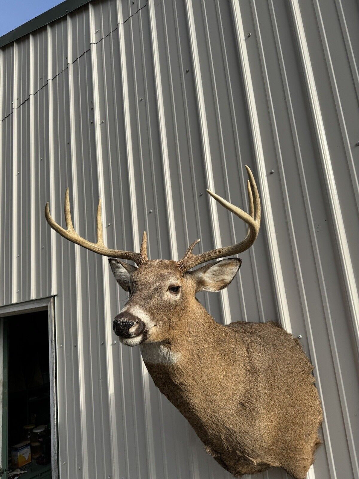 Whitetail Deer Real Antler Deer Taxidermy Mount