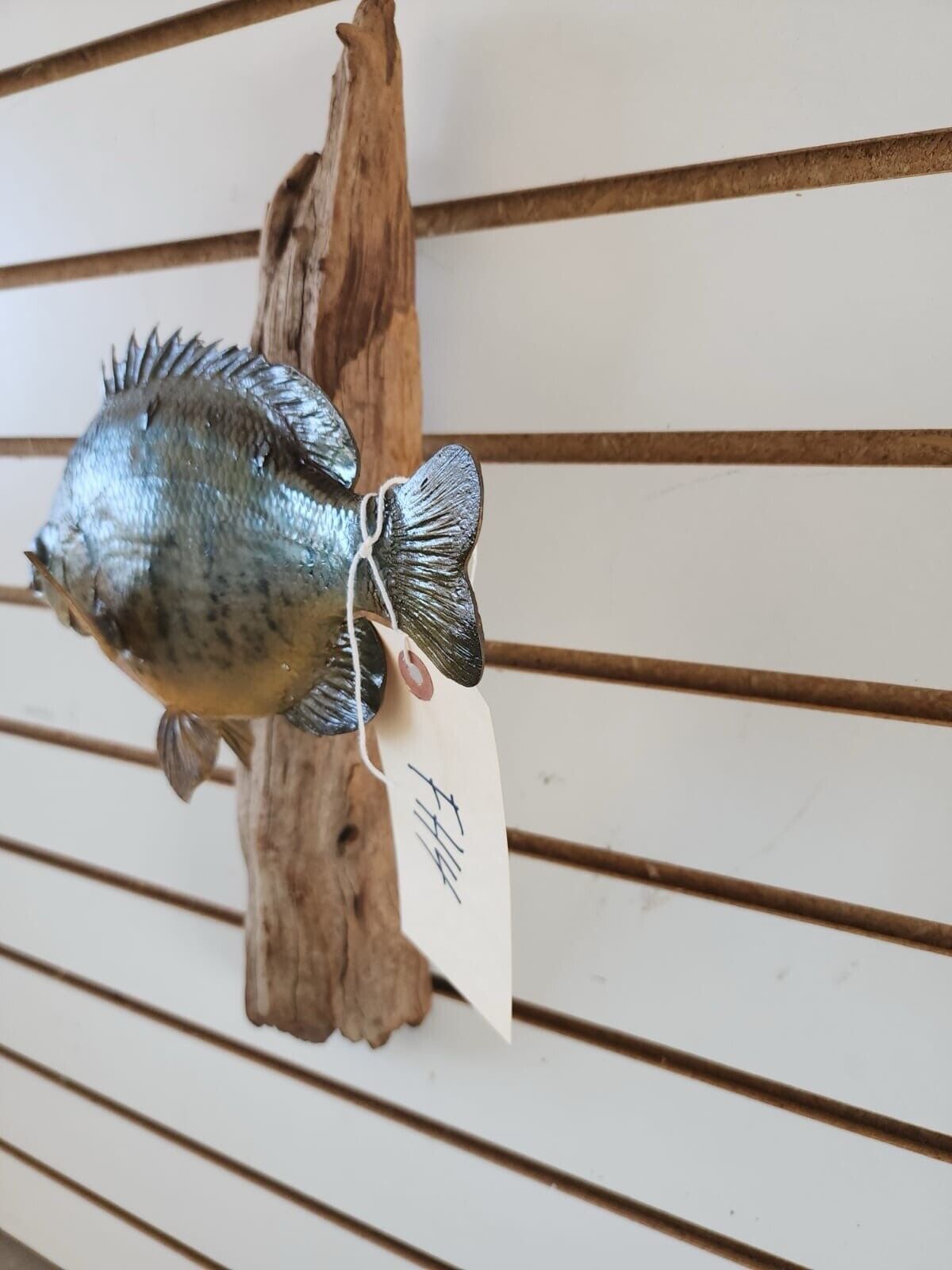 3 bass. 2 bluegill Fish Taxidermy Mount