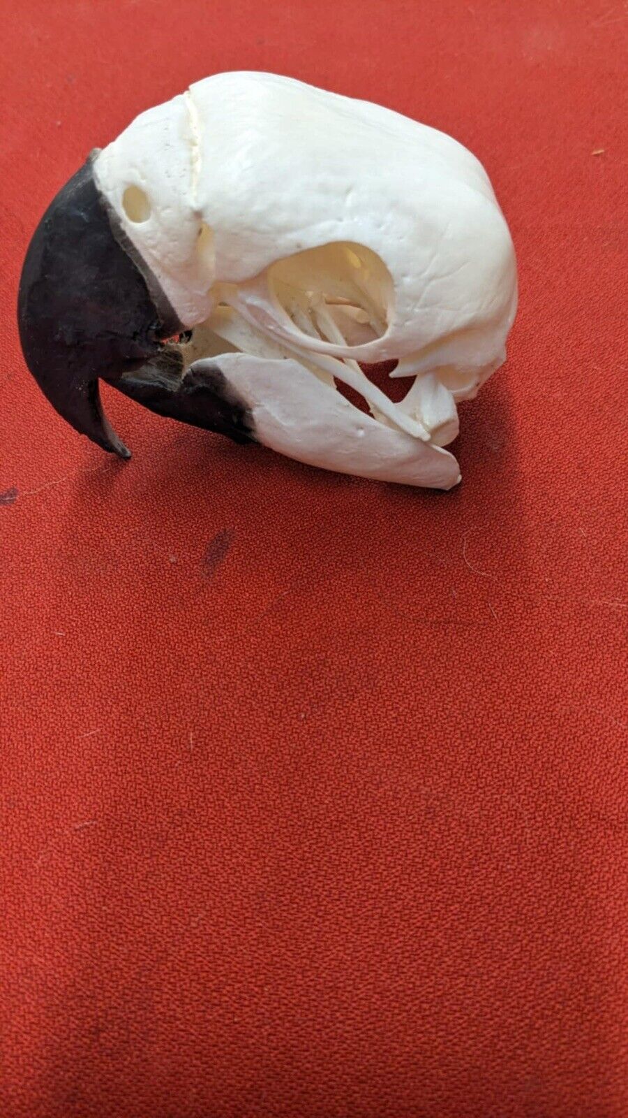 Real Blue And Gold Macaw Bird Skull Taxidermy