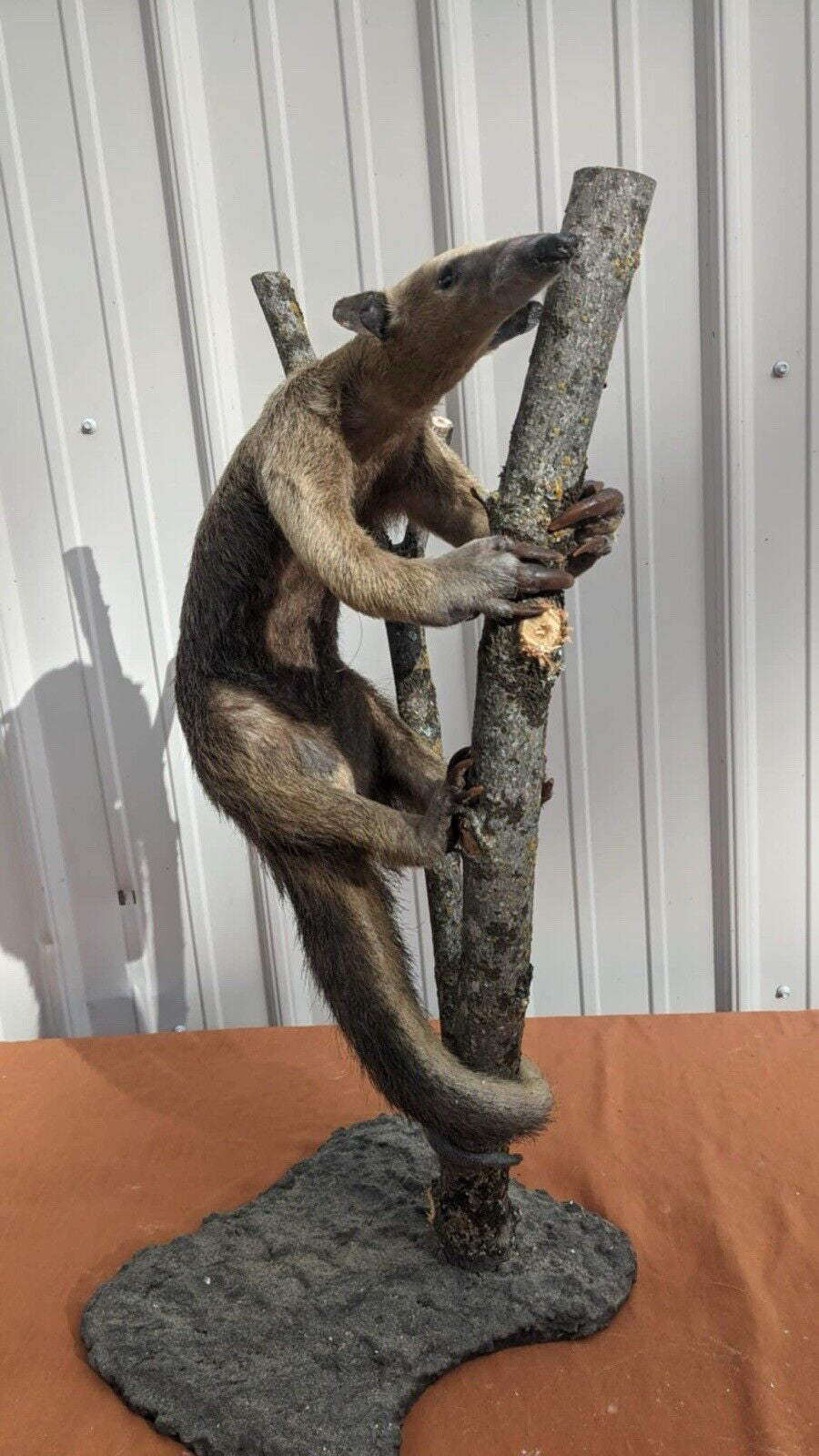Tamandua / Ant Eater Full Body Mount Taxidermy