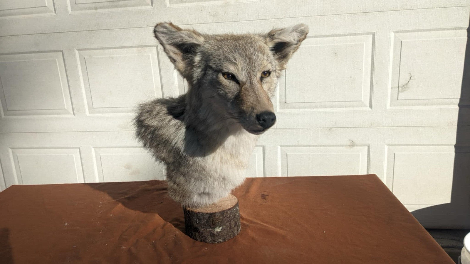 New Coyote Pedestal Taxidermy Mount
