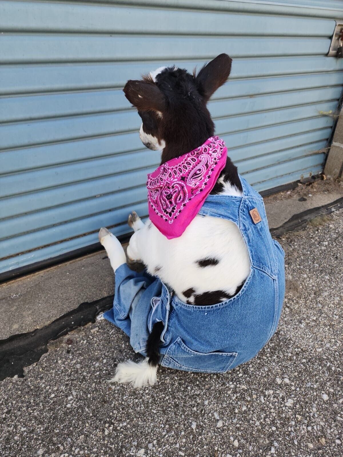 FH142-Baby Calf Taxidermy Mount