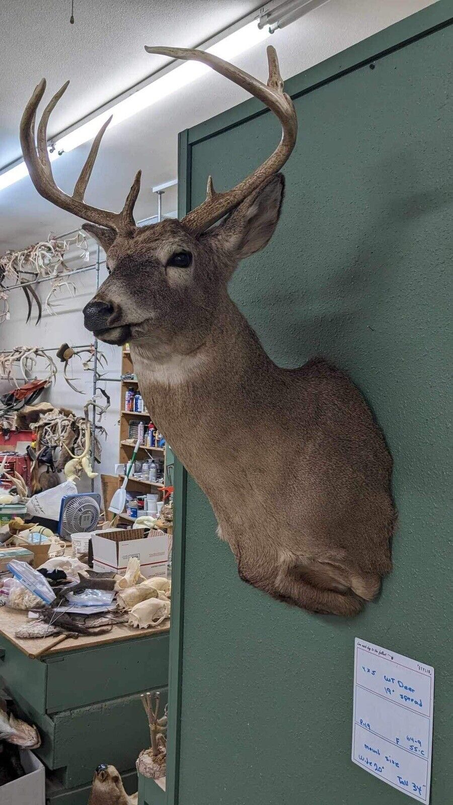 Whitetail Deer Real Antler Deer Taxidermy Mount