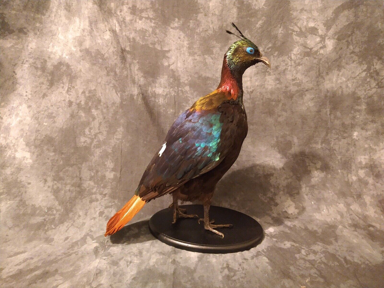 Impeyan pheasant Taxidermy Bird Mount