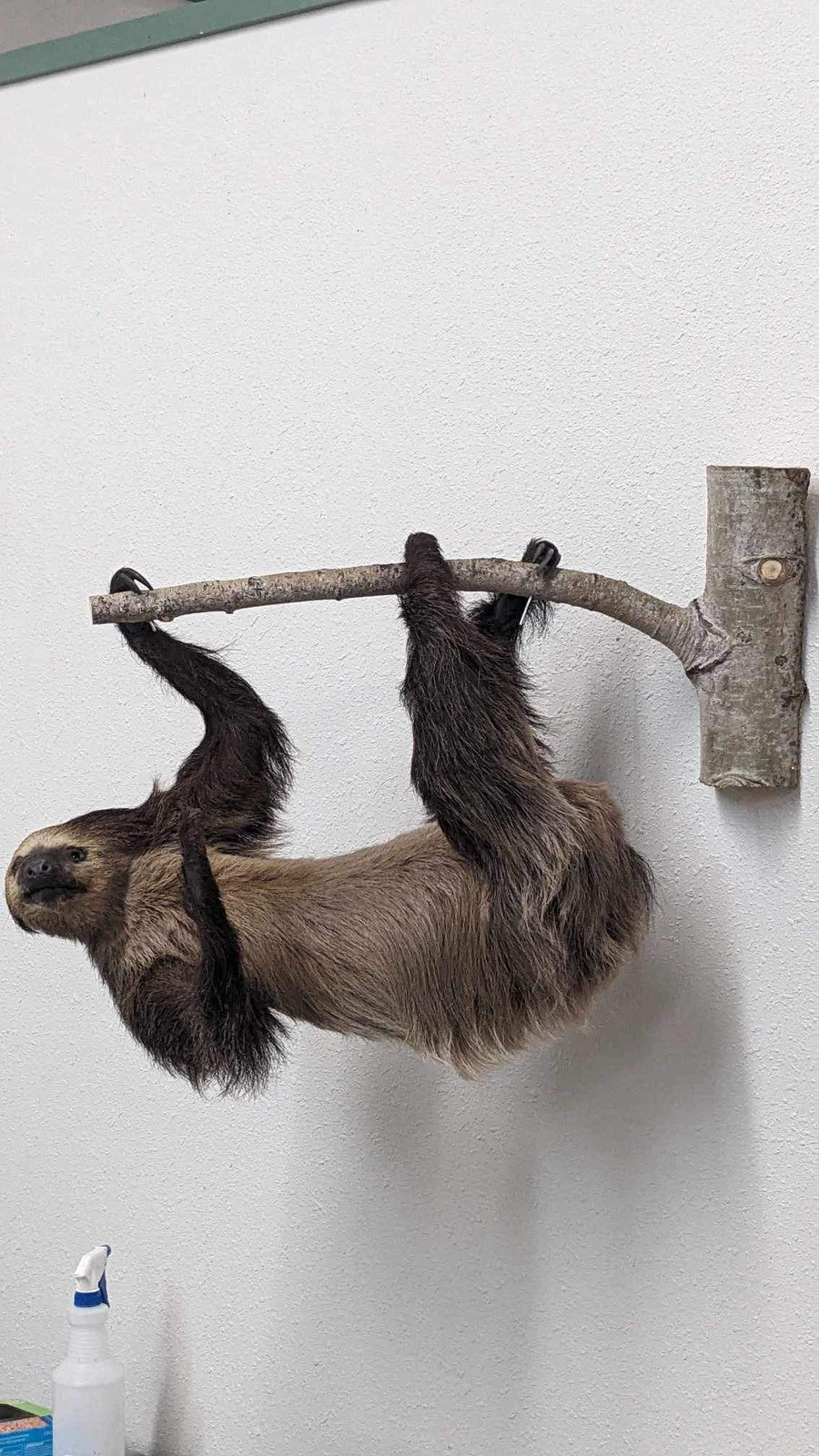 New Excellent Adult Sloth Taxidermy Wall Mount Full Body