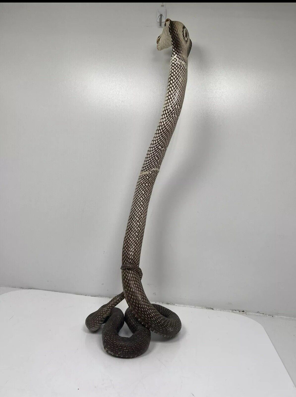 23" Real Cobra Taxidermy Snake Mount