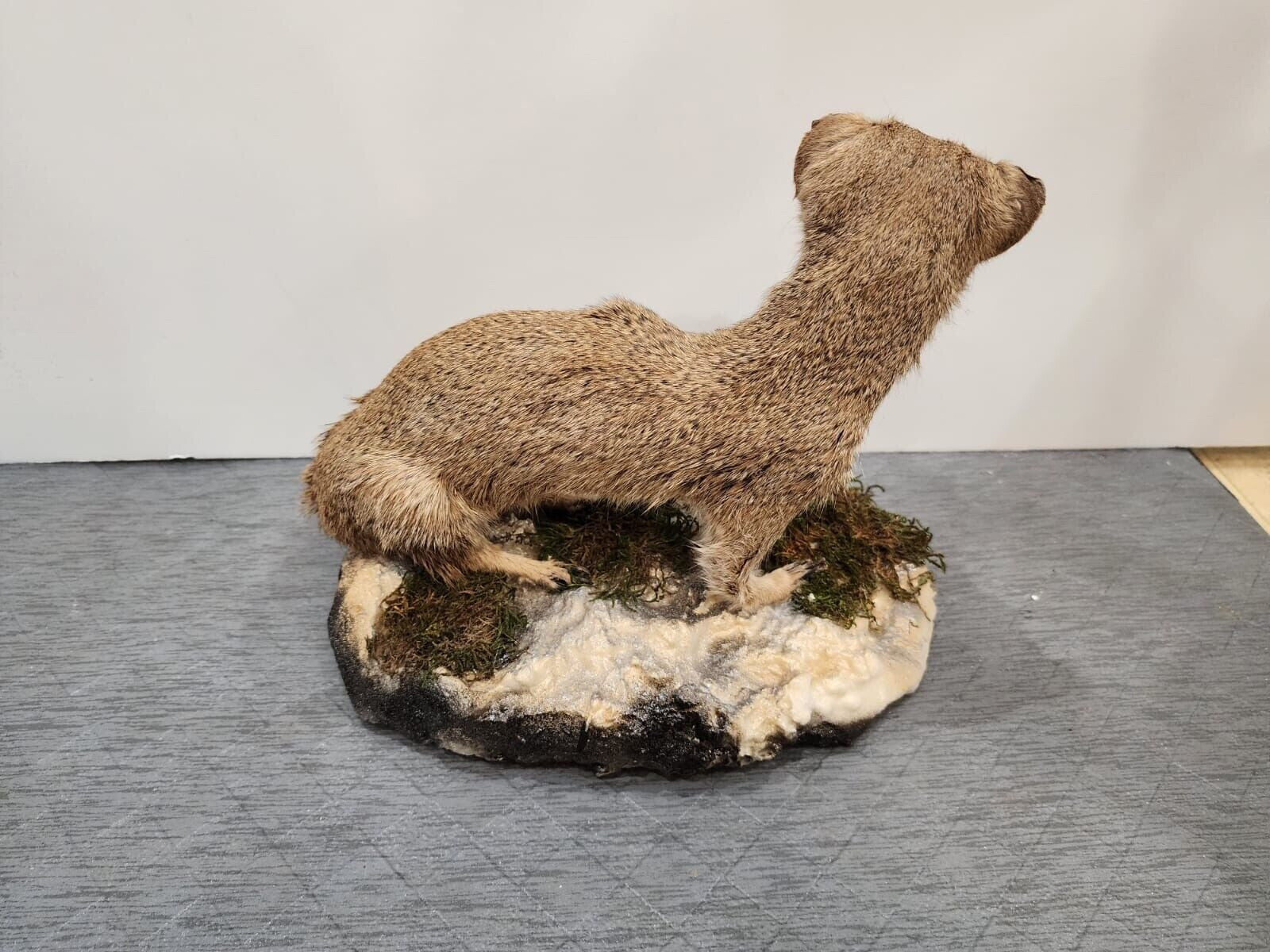 Rare yellow mongoose (Cynictis penicillata) Real Taxidermy Mount