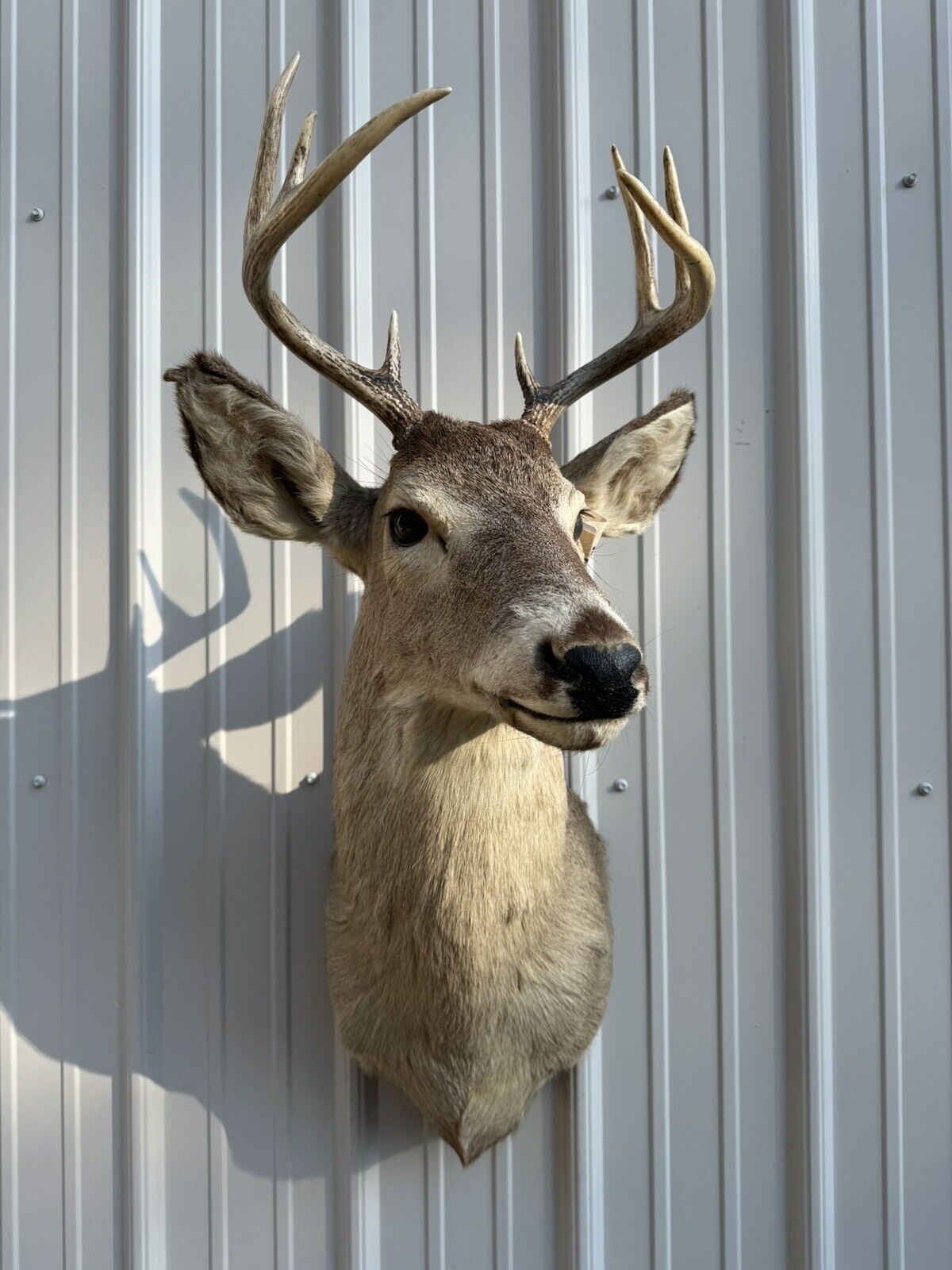 Whitetail Deer Real Antler Deer Taxidermy Mount