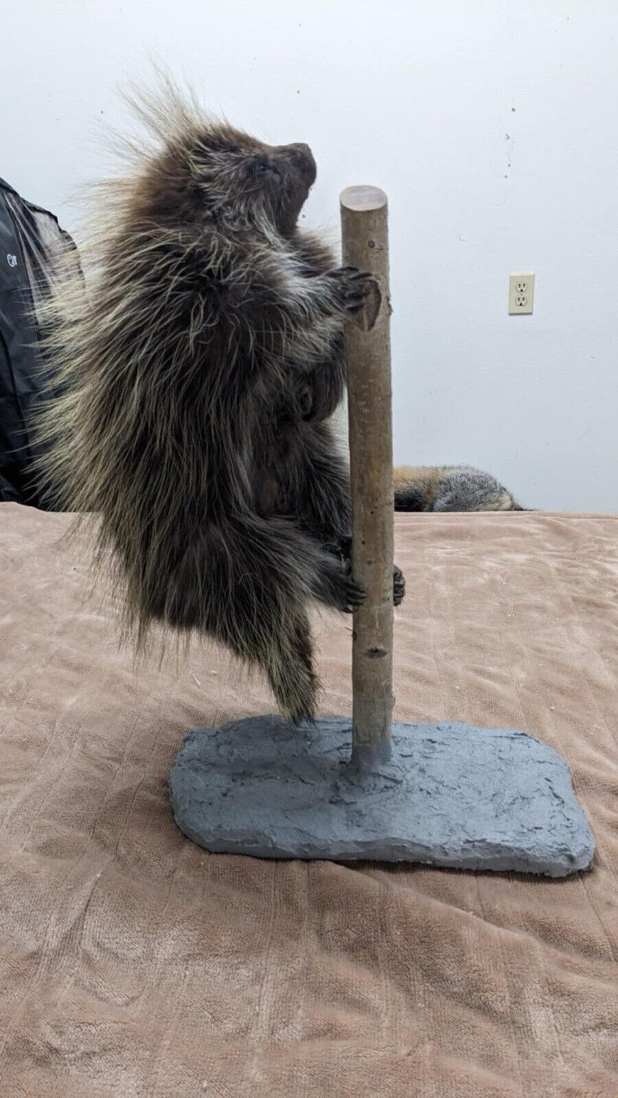 Beautiful Montana Prime Winter Baby Porcupine Taxidermy Mount - PATMONT1