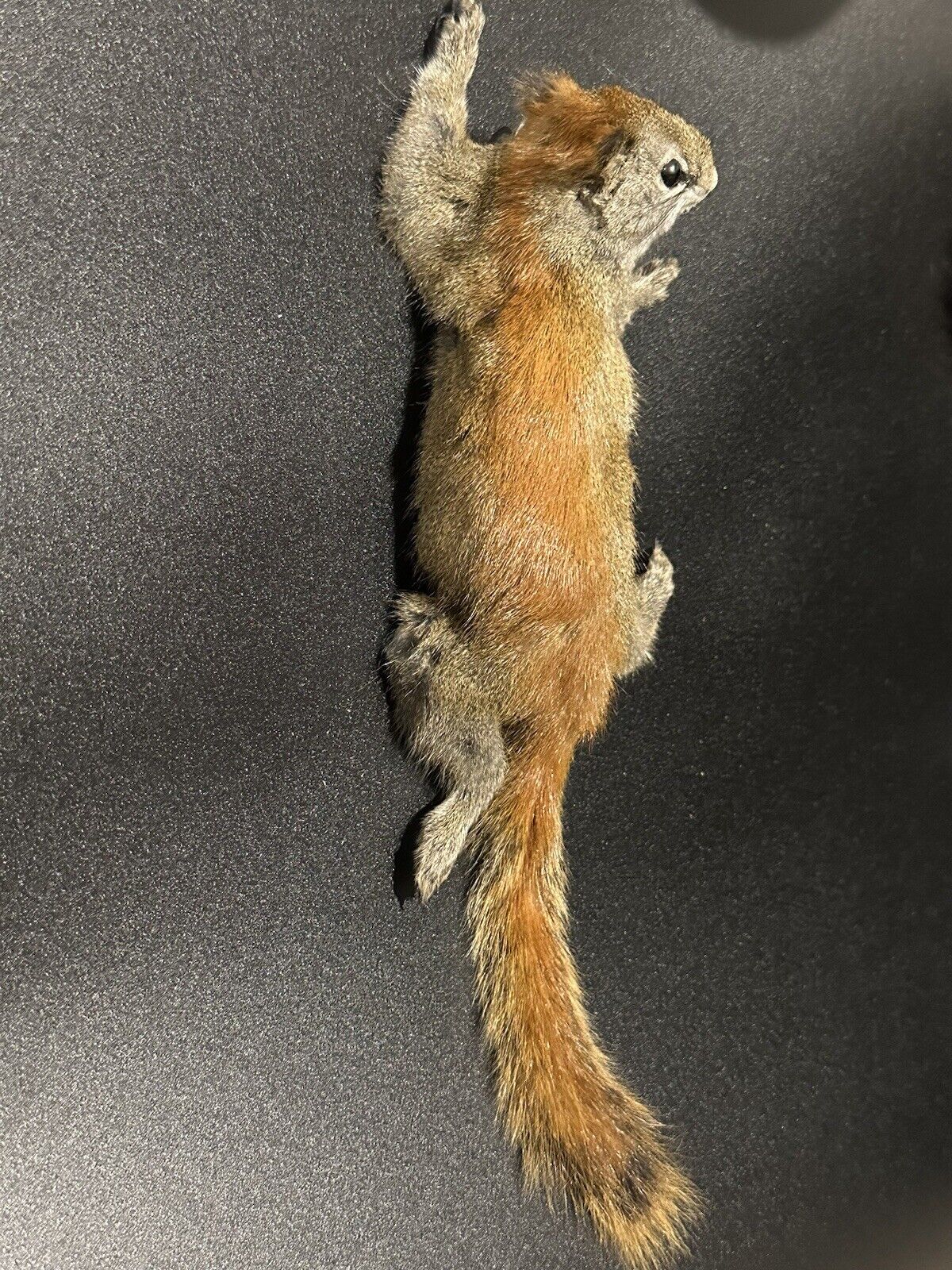 Beautiful Adorable Red Squirrel Small Animal Taxidermy Mount Art Wildlife 34S