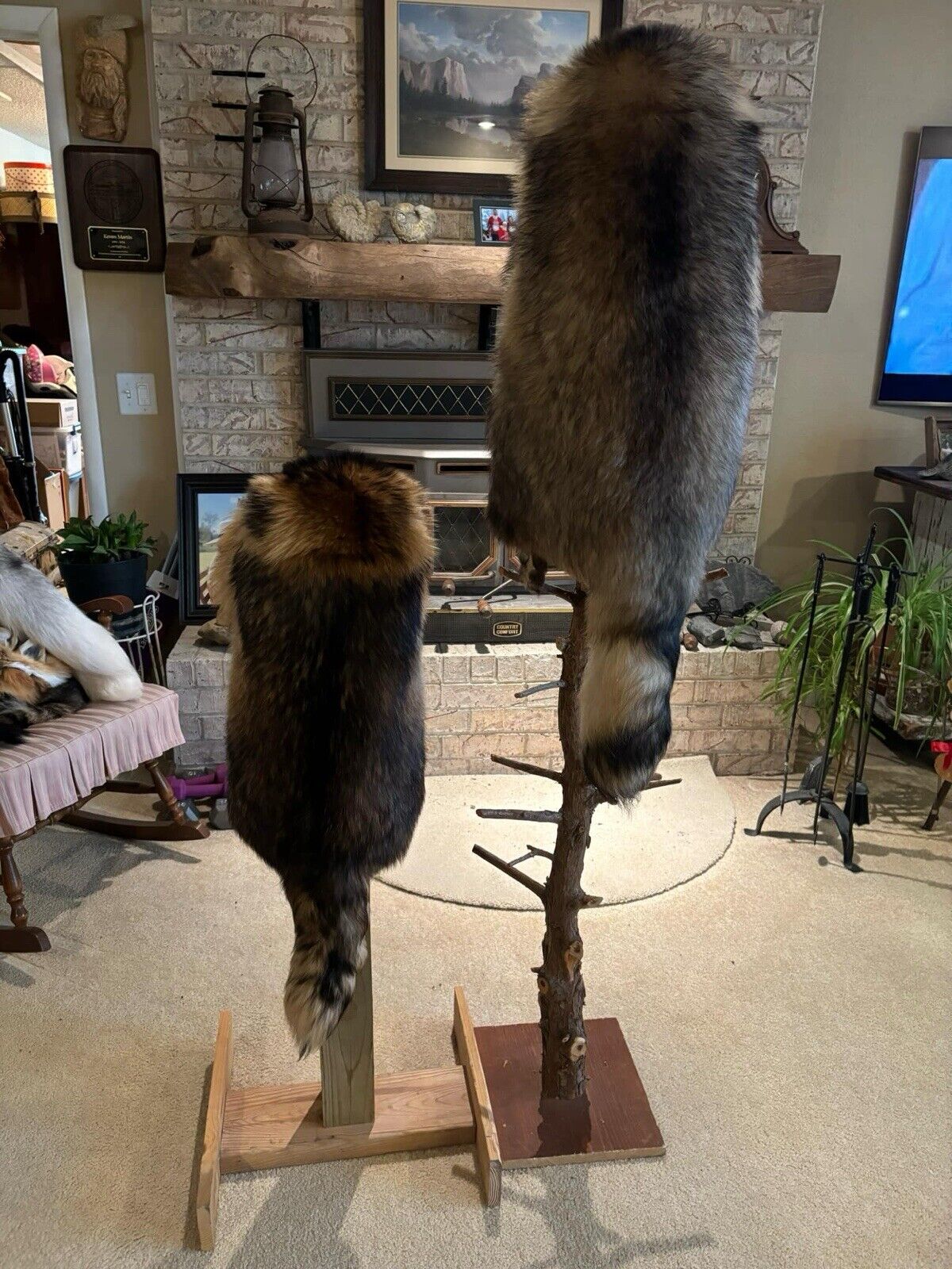 FH164-Prime Finland Raccoon Drape Hat Taxidermy Mount Brand New Sku-Kev2
