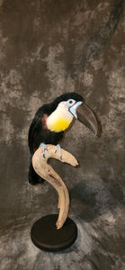 channel-billed toucan (Ramphastos vitellinus) Taxidermy Mount