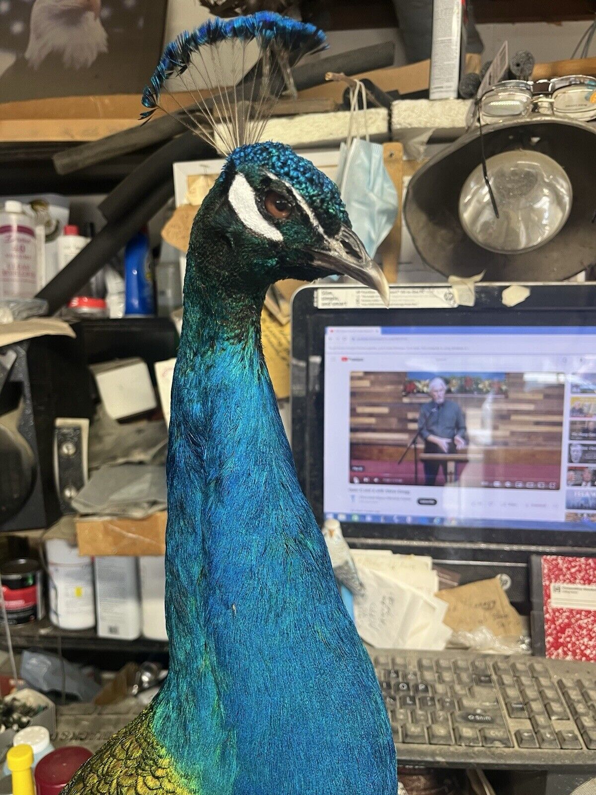 India Blue Real PEACOCK Taxidermy Mount museum quality