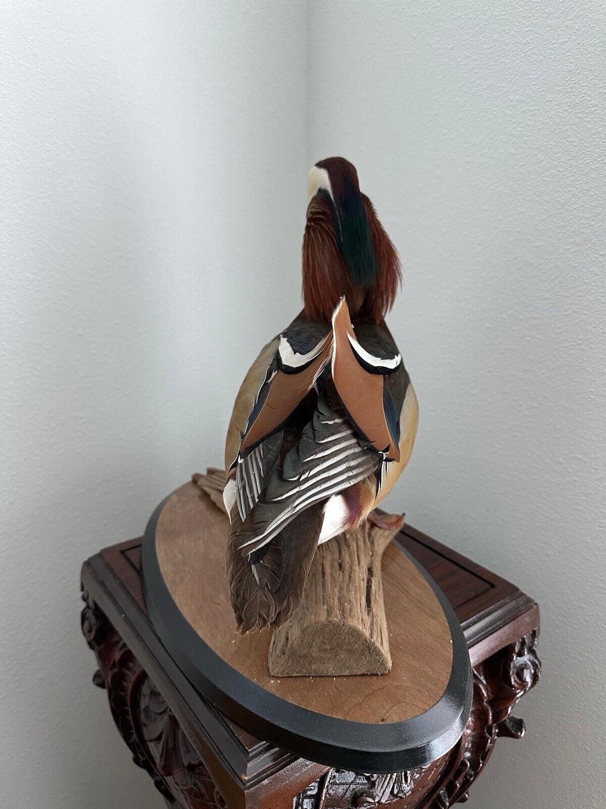 Museum Quality Mandarin Duck taxidermy mount Sku FA1911