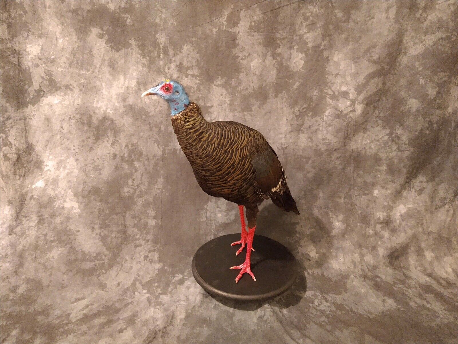 Full Mounted Taxidermy Ocellated Turkey with Custom Base