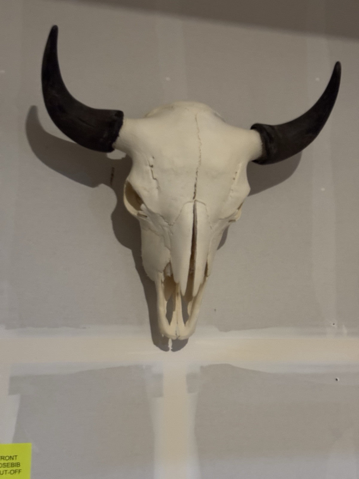 TAXIDERMY Massive Bison Buffalo Skull Real Horns Taxidermy Mount
