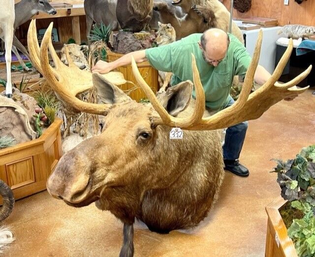 FH166-Moosehead Shoulder Mount Taxidermy Huge Alaskan Yukon Bull 61”