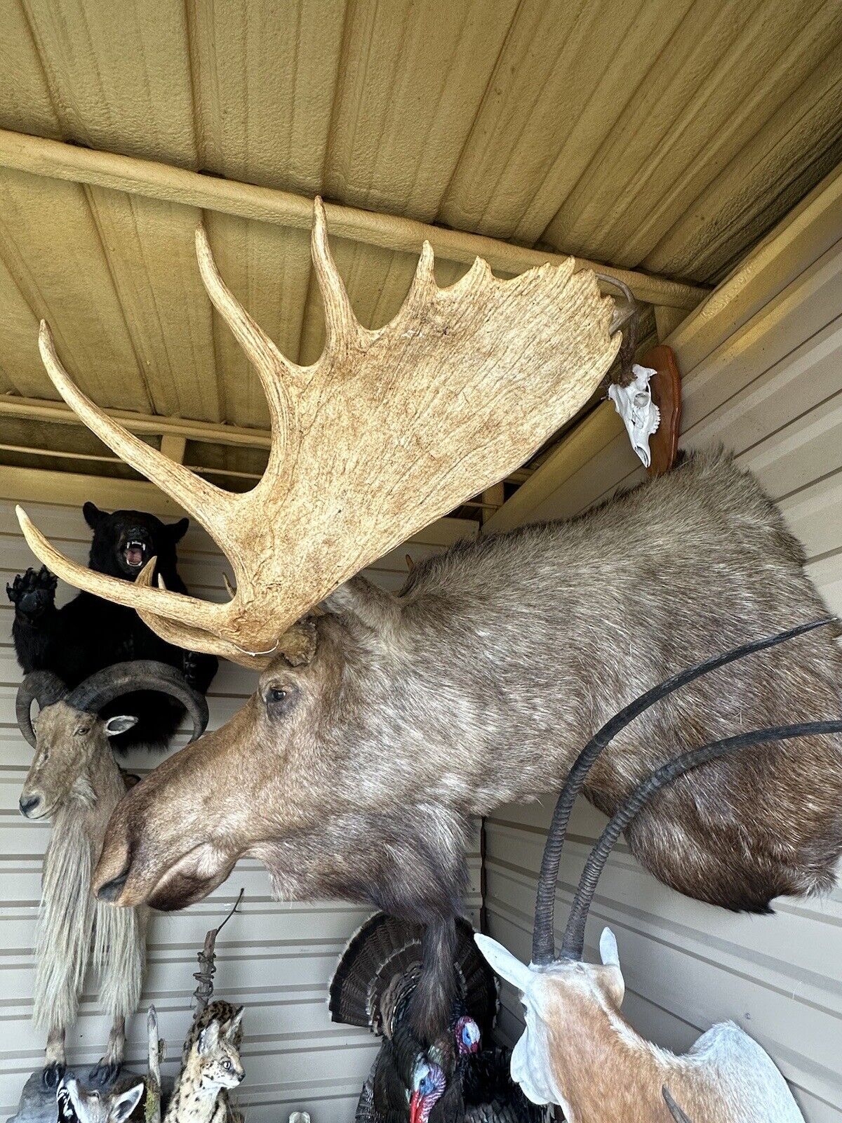 FH166-Moosehead Shoulder Mount Taxidermy Huge Alaskan Yukon Bull 61”