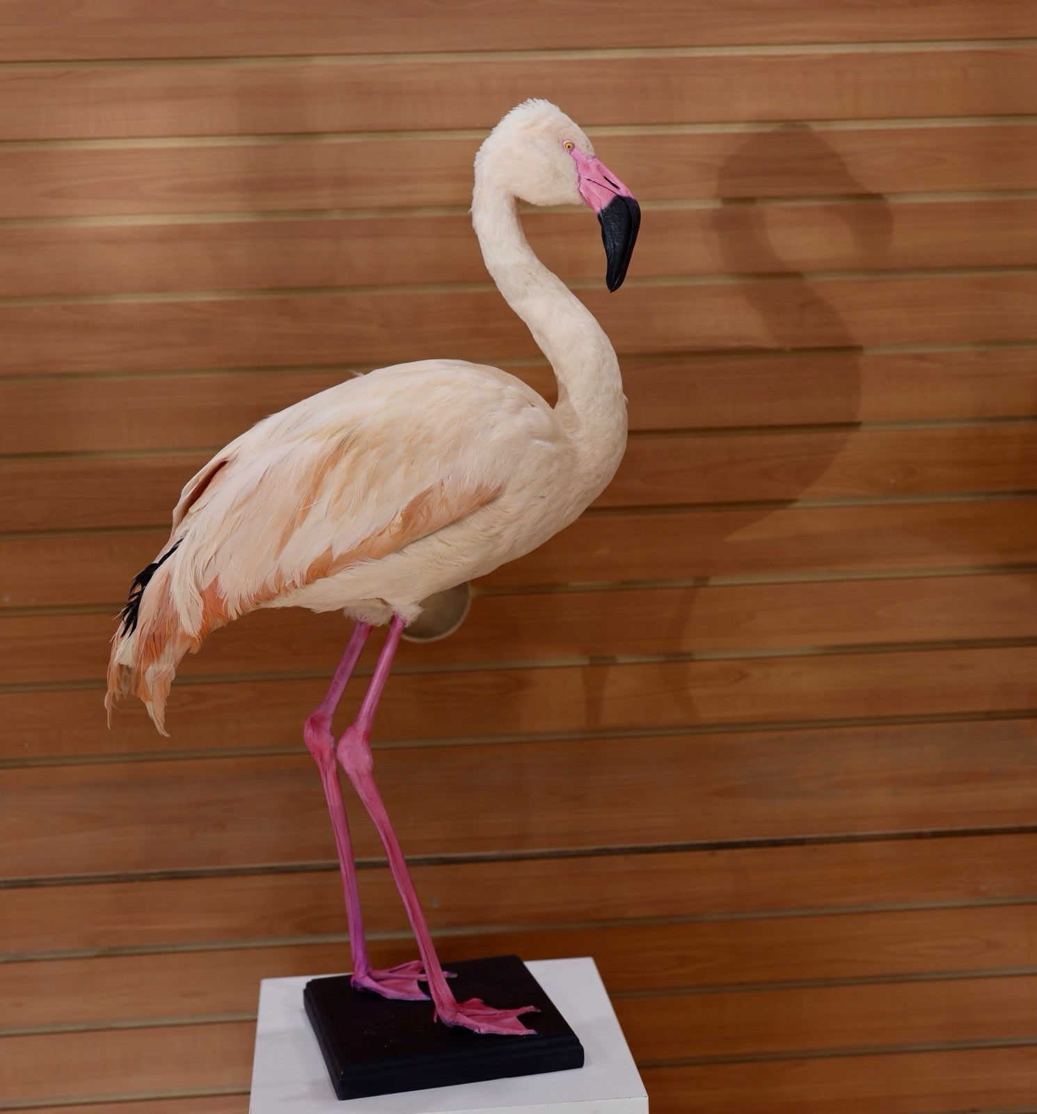 FH114-Flamingo Museum quality Chilean flamingo Taxidermy mount