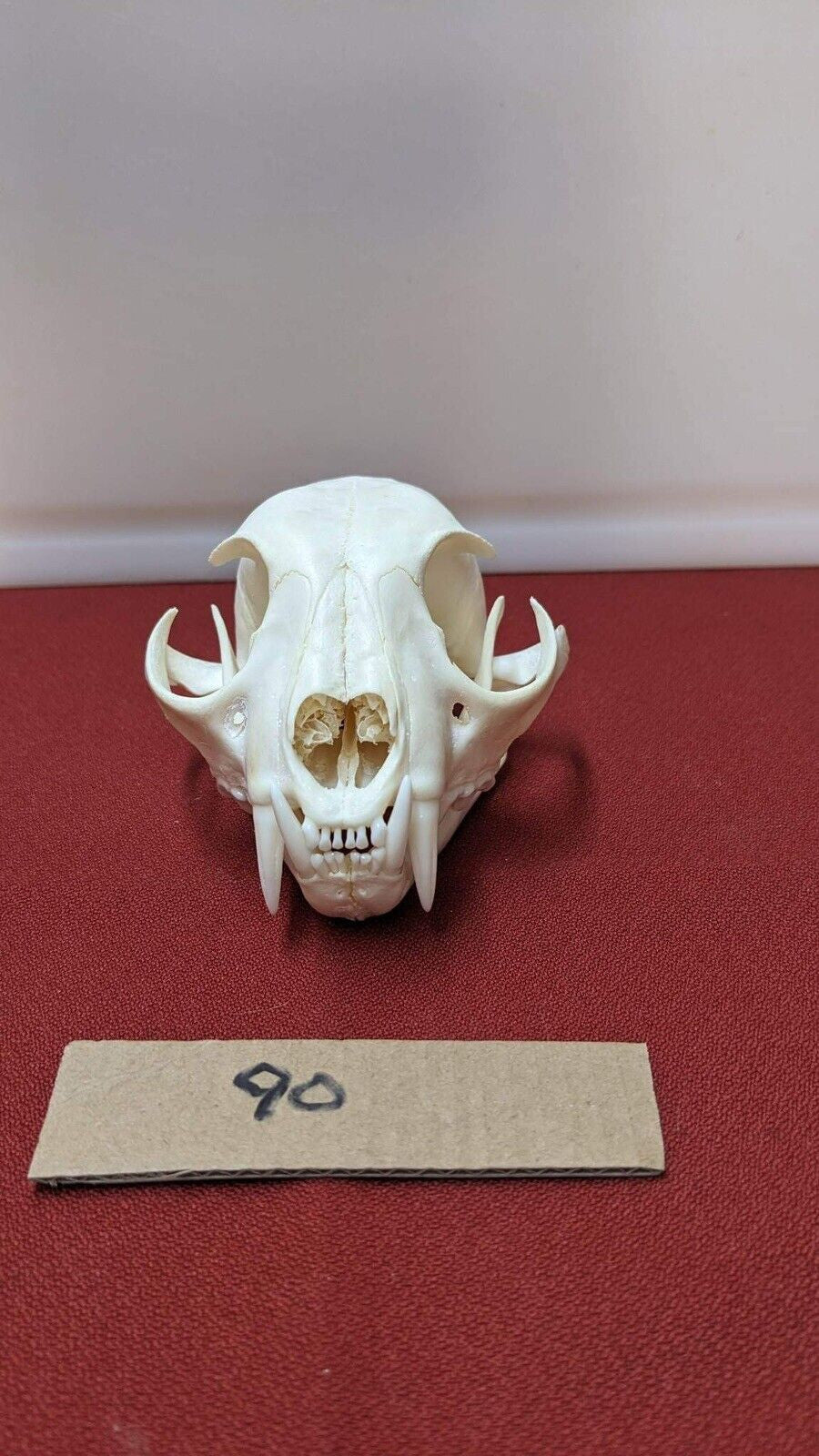 Real XL Alaskan Lynx Skull Animal Mounts Christmas Gifts Man Cave Decor Craft