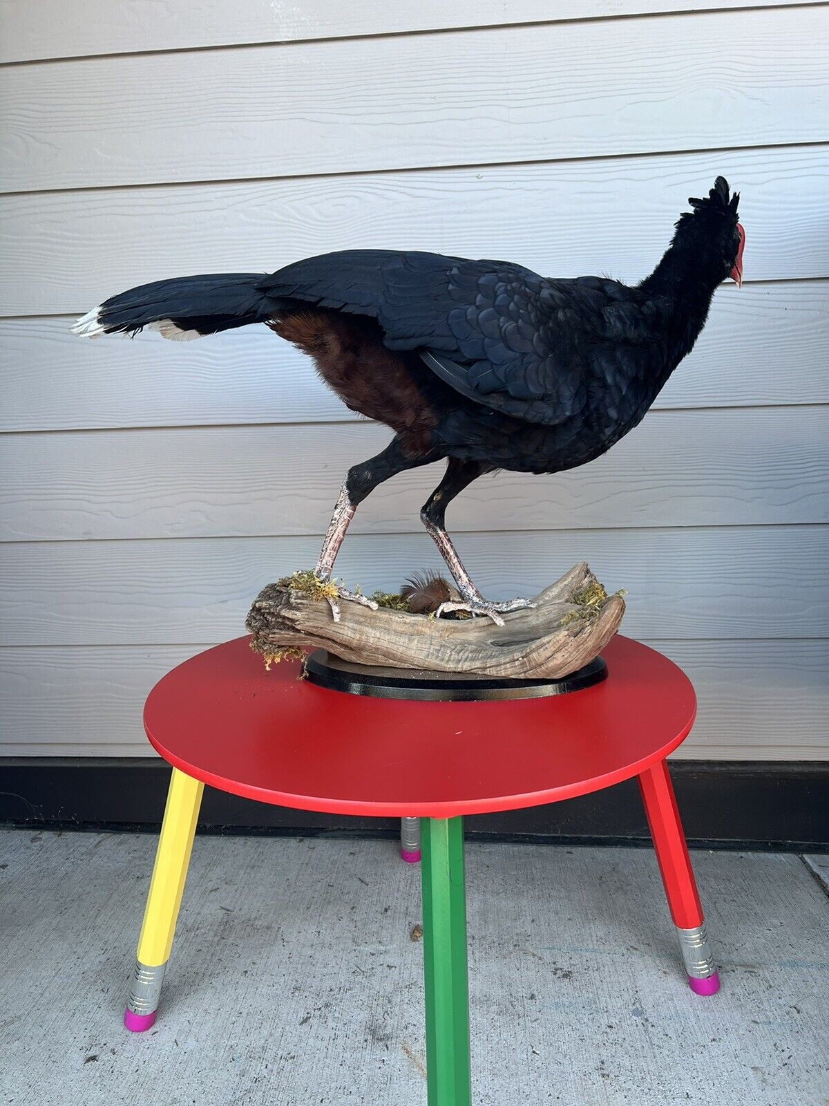 FH130-Rare razorbill curassow Taxidermy Bird Mount