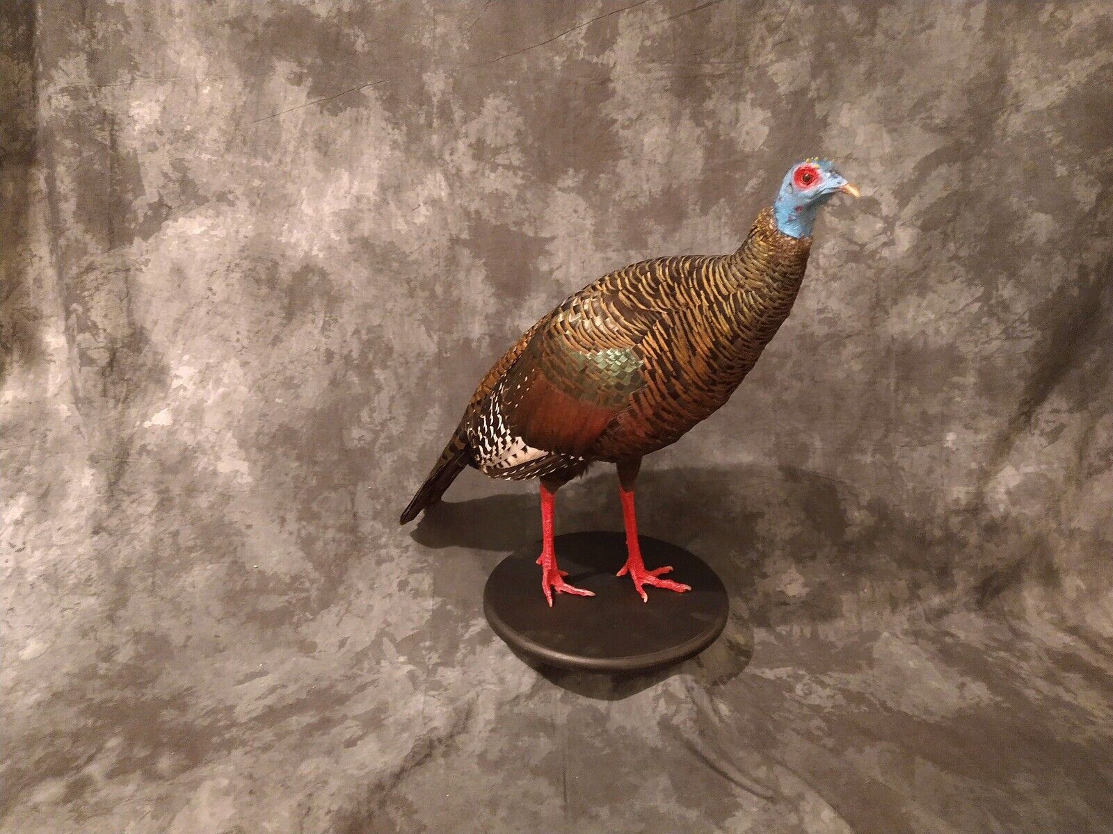 Full Mounted Taxidermy Ocellated Turkey with Custom Base