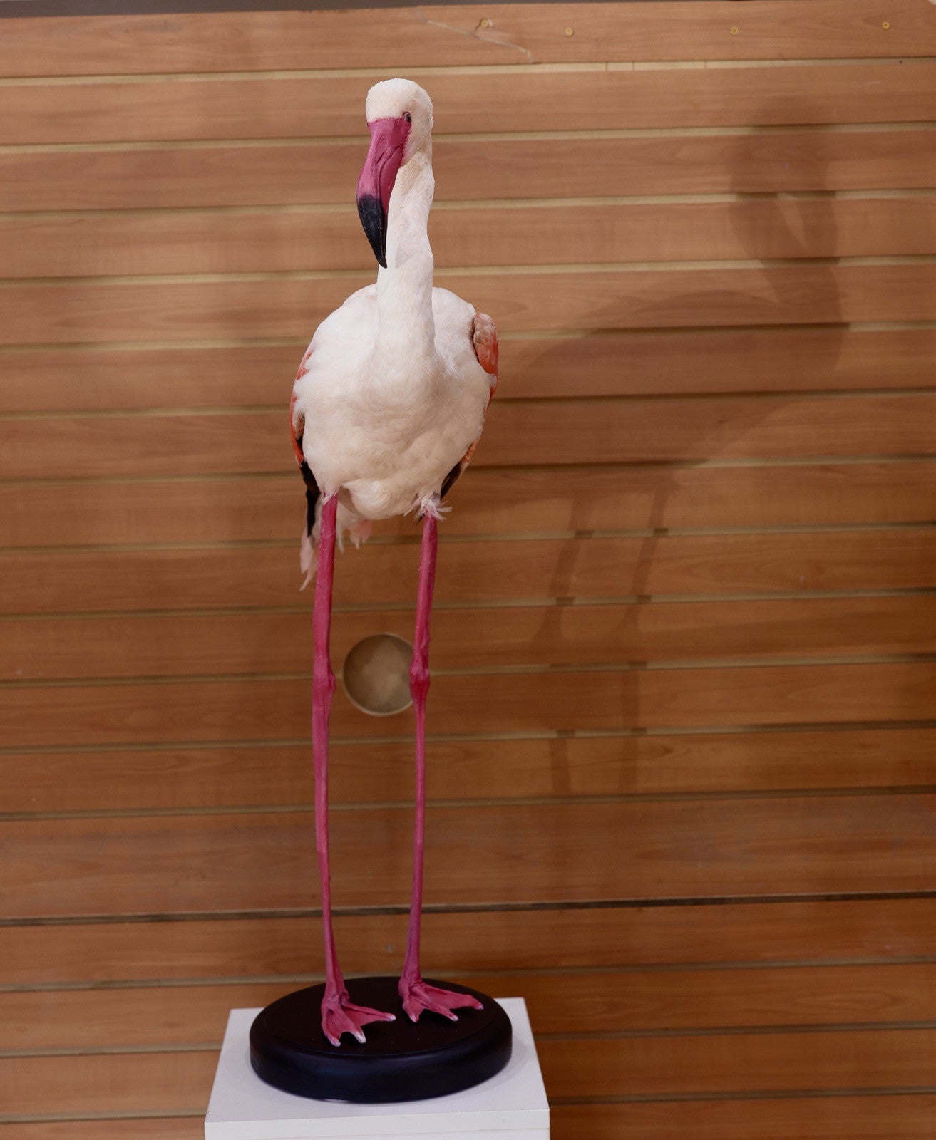 Flamingo-2 Museum quality Chilean flamingo Taxidermy mount