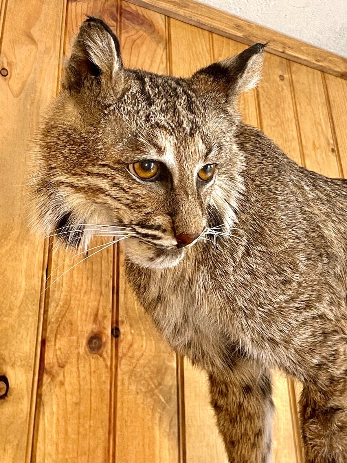 Bobcat Taxidermy Full Body Mount Cabin Camp Man Cave Home Office Den Decor NEW!