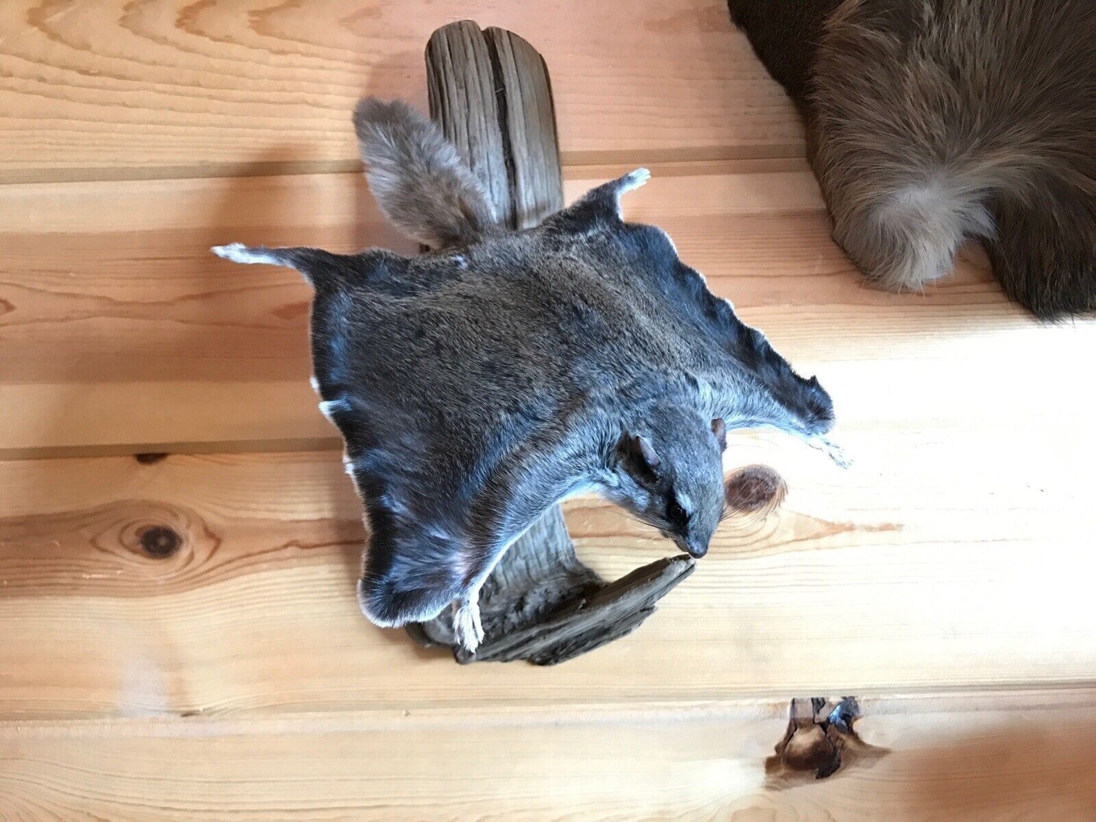 Beautiful Adorable Flying Squirrel Small Animal Taxidermy Mount Art Wildlife