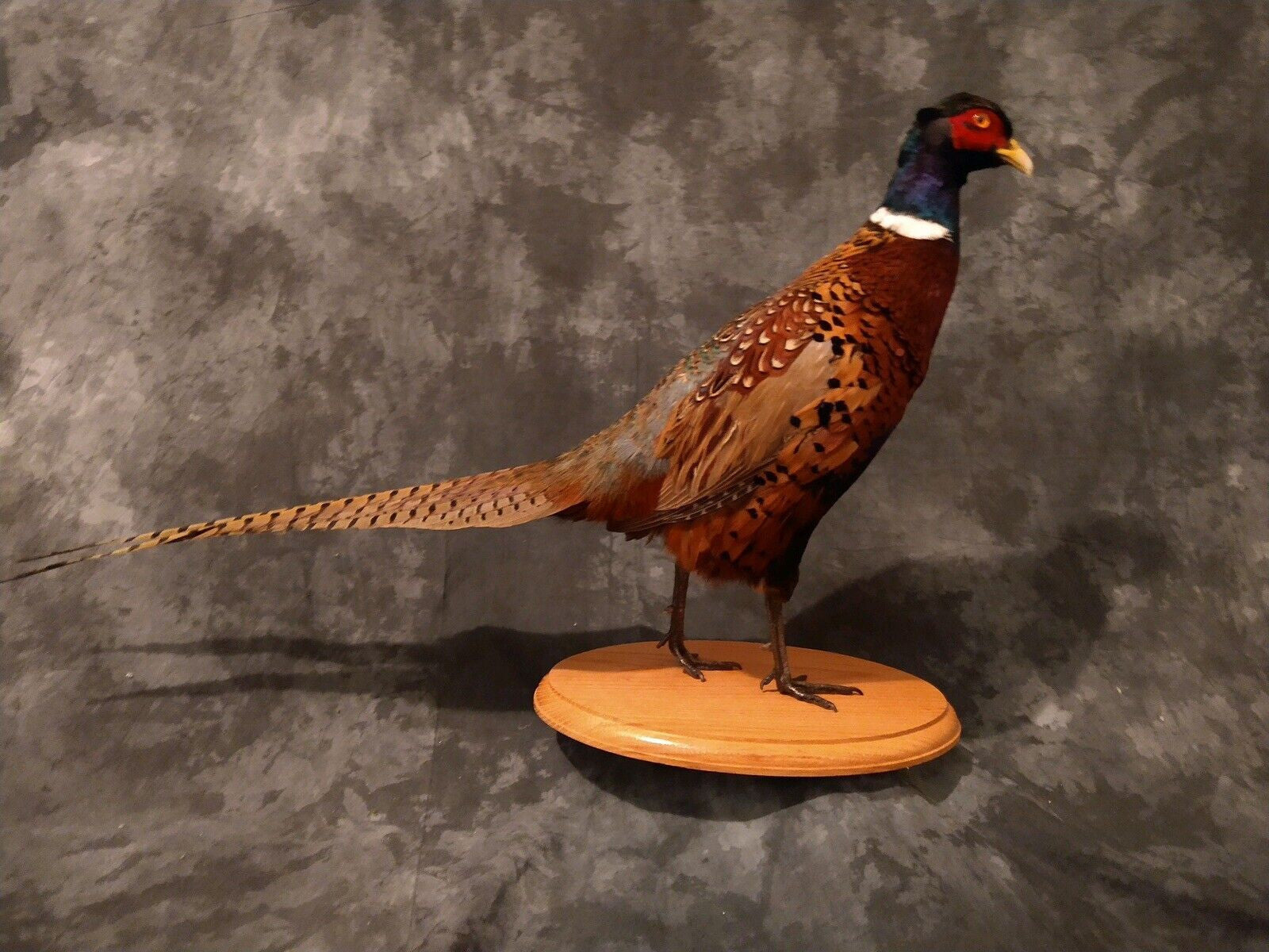 Ringneck Pheasant Rooster - Flying Right - Mount - Taxidermy