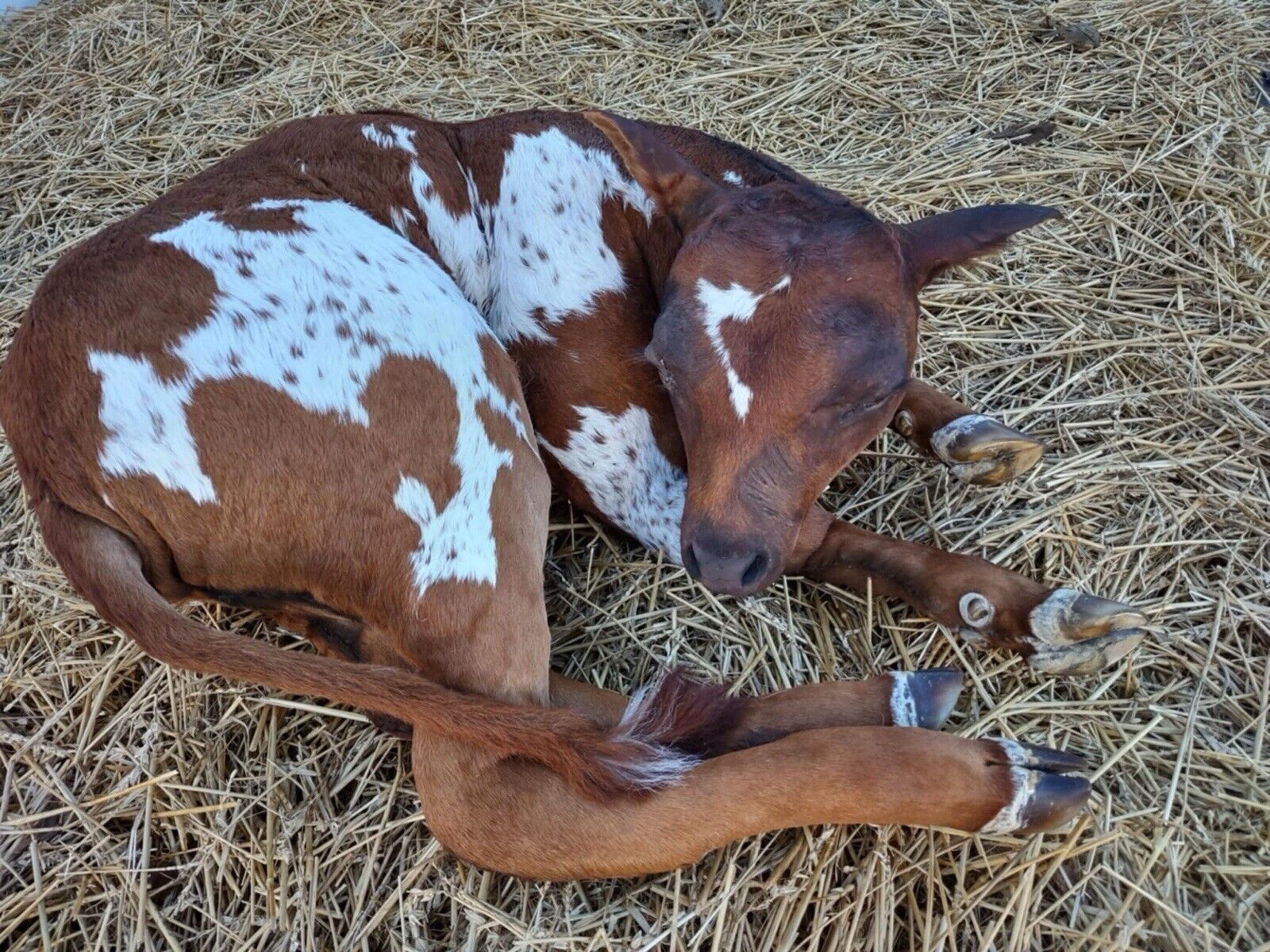 FH117-Baby Calf Taxidermy Mount Brand New